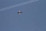 IMG 7810